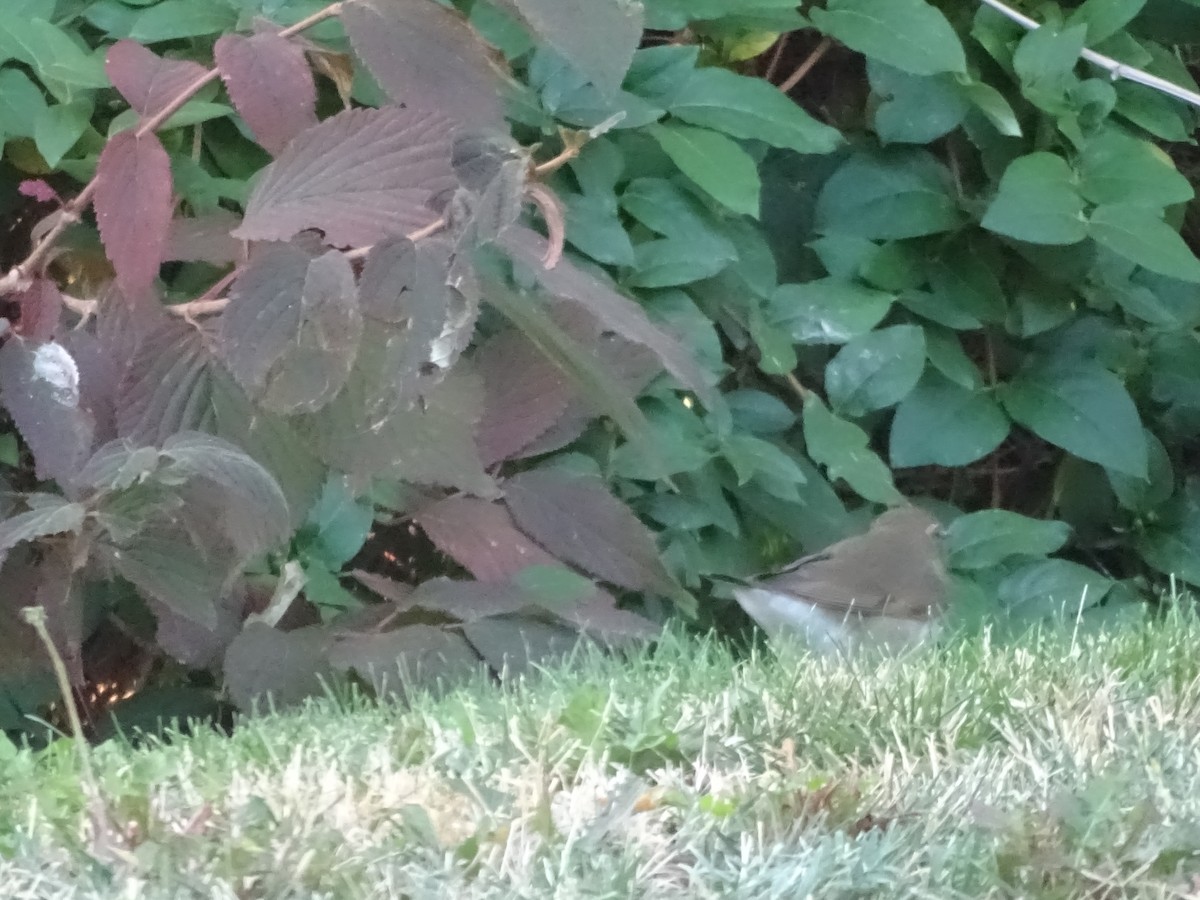 Hermit Thrush - ML641792953