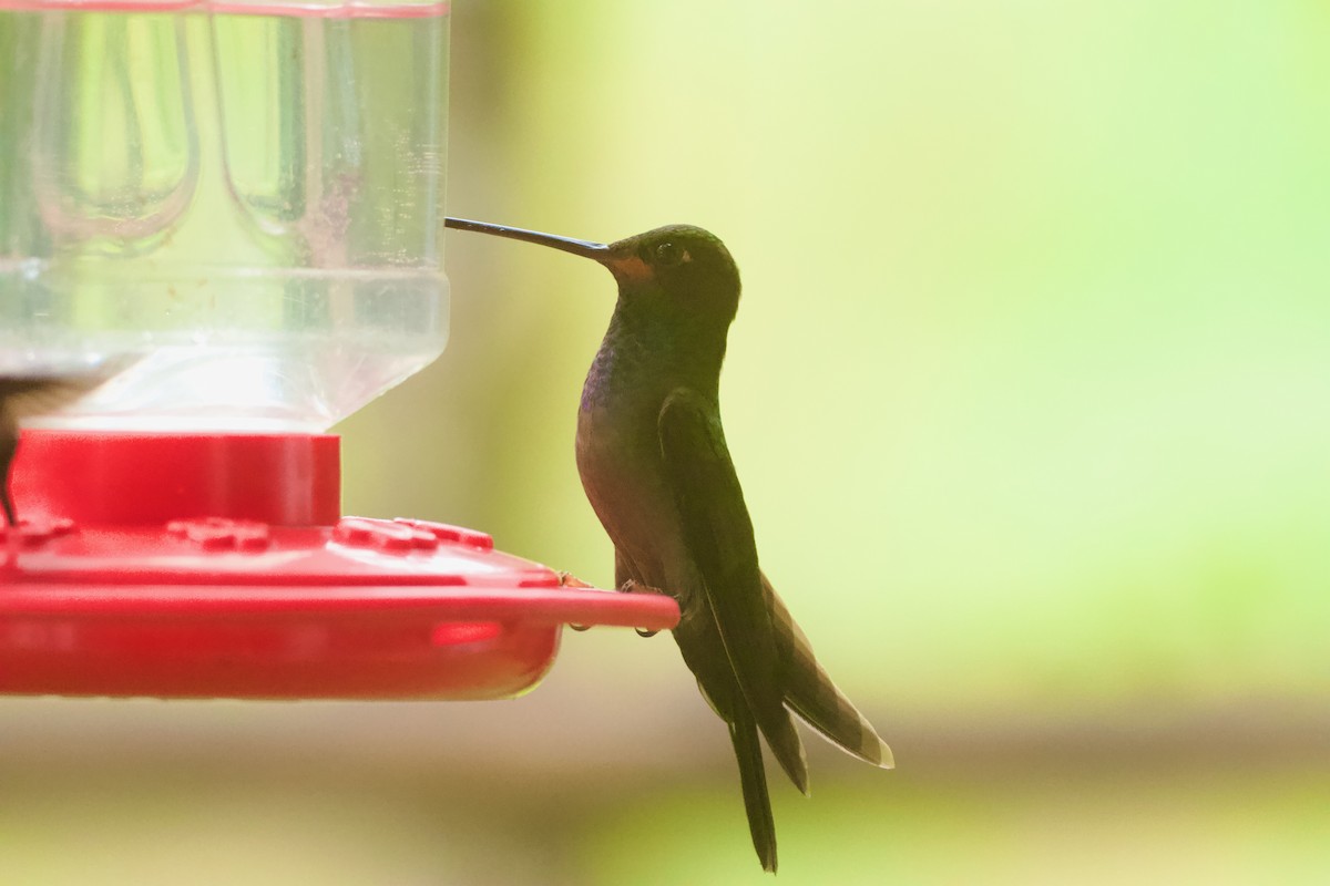 Rufous-gaped Hillstar - ML641792974