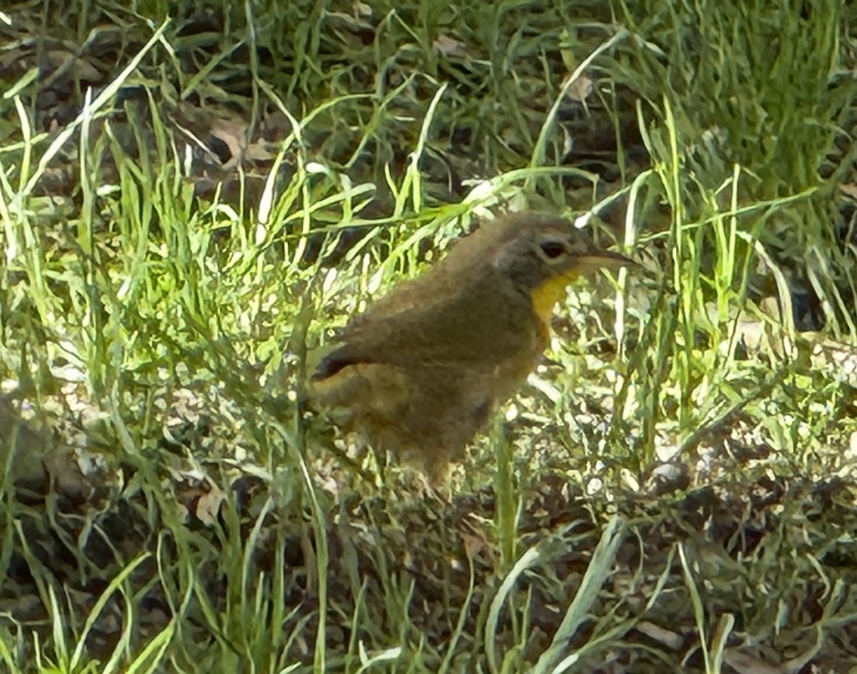 Common Yellowthroat - ML641792980