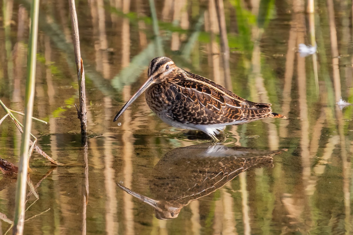 Common Snipe - ML641792981