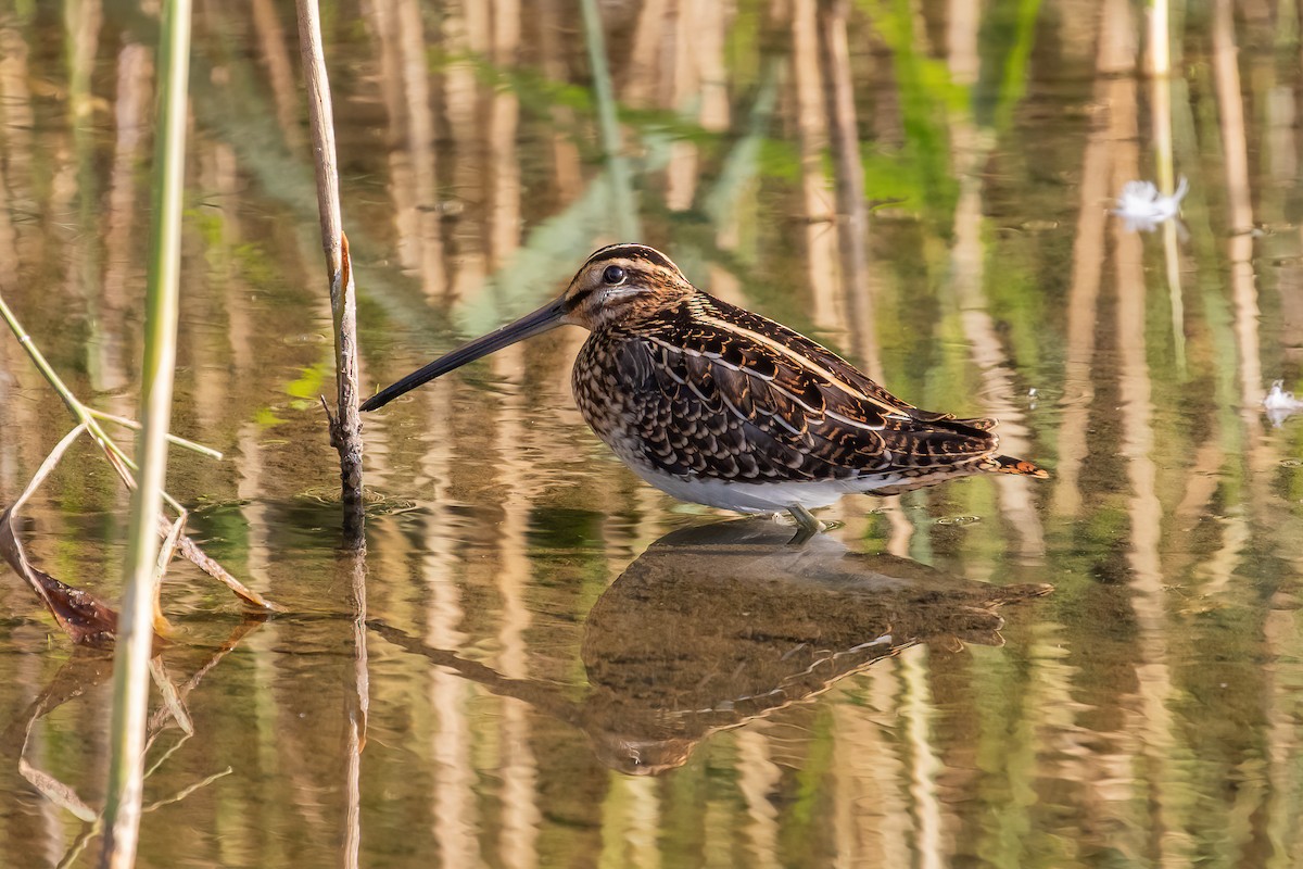 Common Snipe - ML641792982