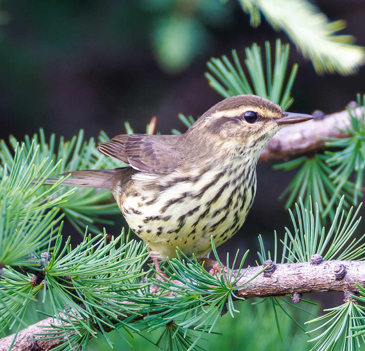 Northern Waterthrush - ML641792985