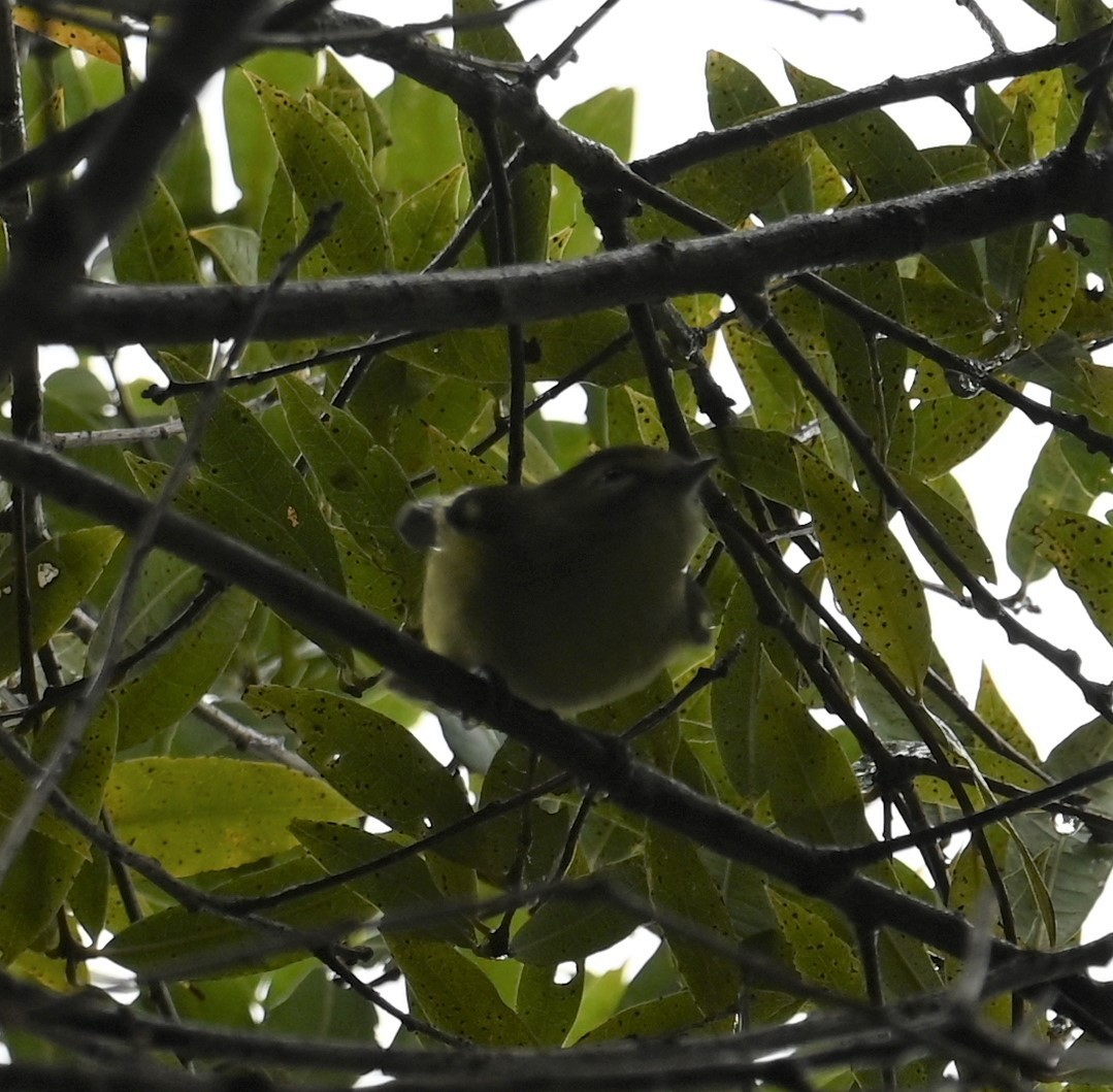 gulbåndvireo - ML641792990