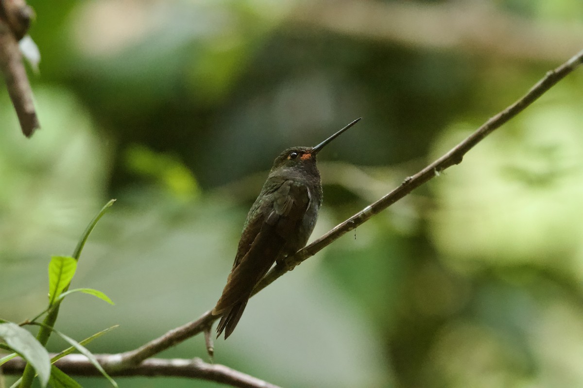 Rufous-gaped Hillstar - ML641793011