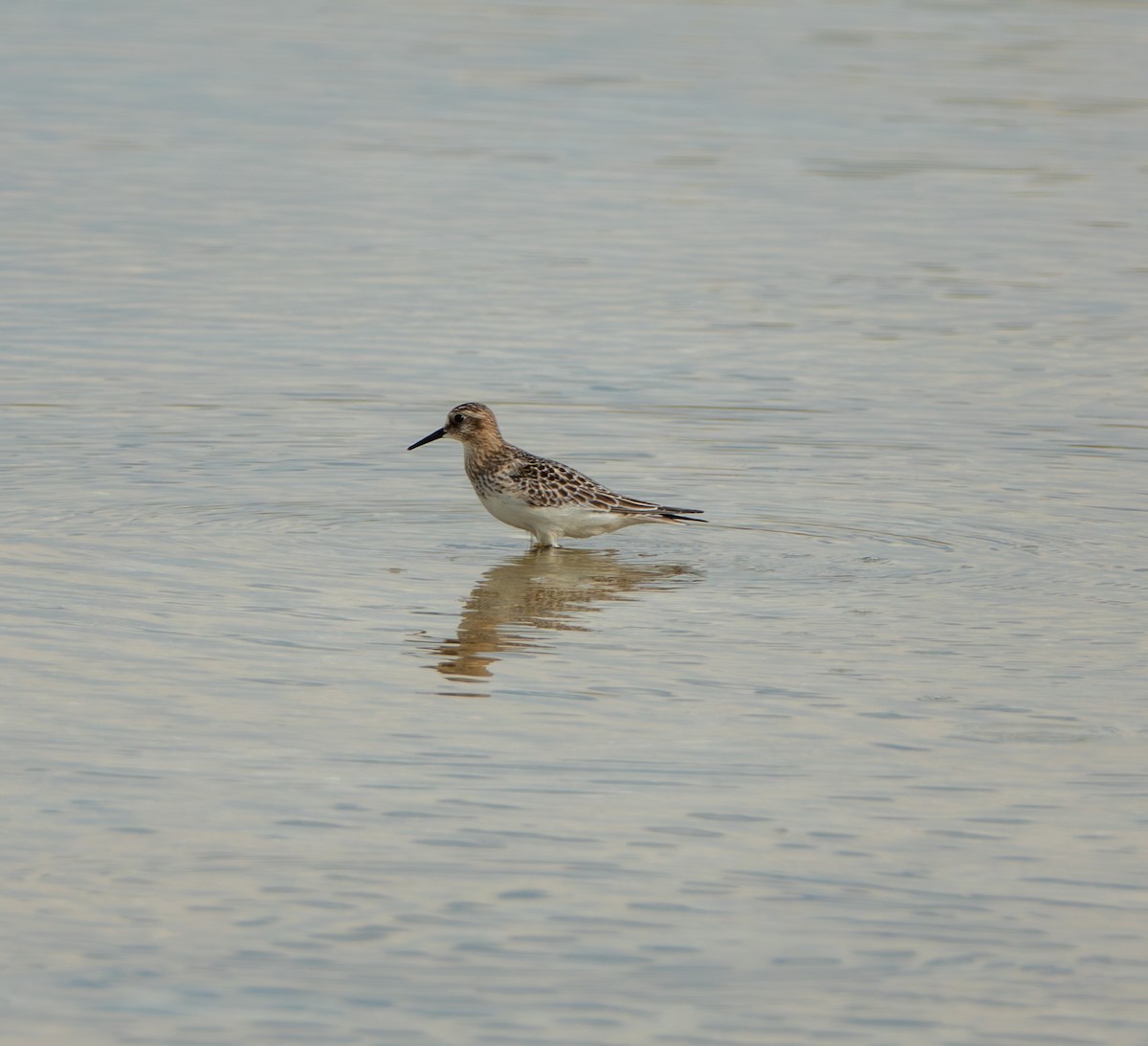 Baird's Sandpiper - ML641793015
