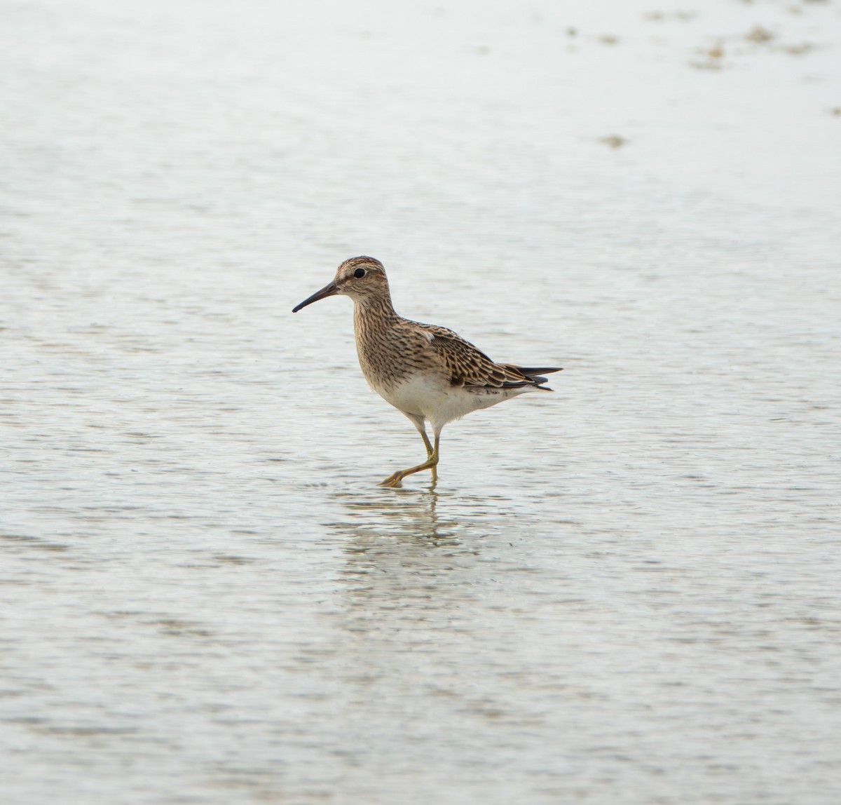 Pectoral Sandpiper - ML641793018