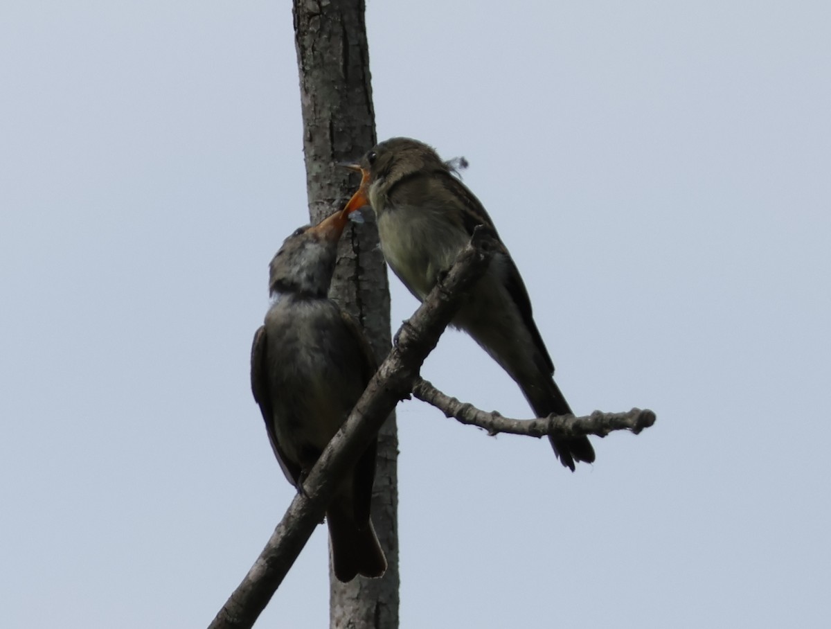 Eastern Wood-Pewee - ML641793031