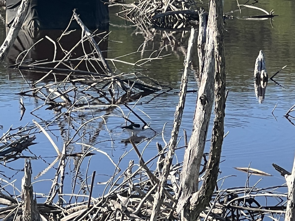Black-necked Stilt - ML641793068
