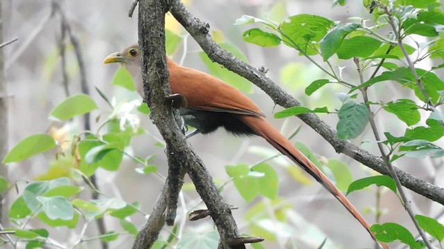 Squirrel Cuckoo - ML641793071