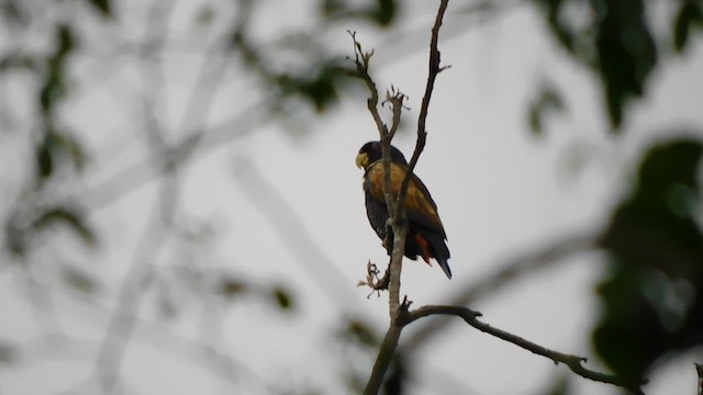 Bronze-winged Parrot - ML641793081