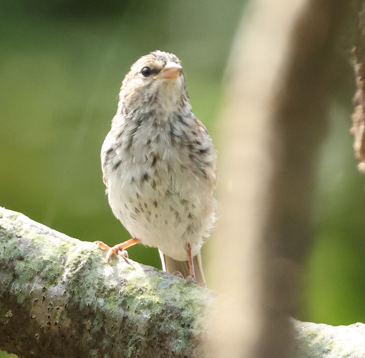 Chipping Sparrow - ML641793086