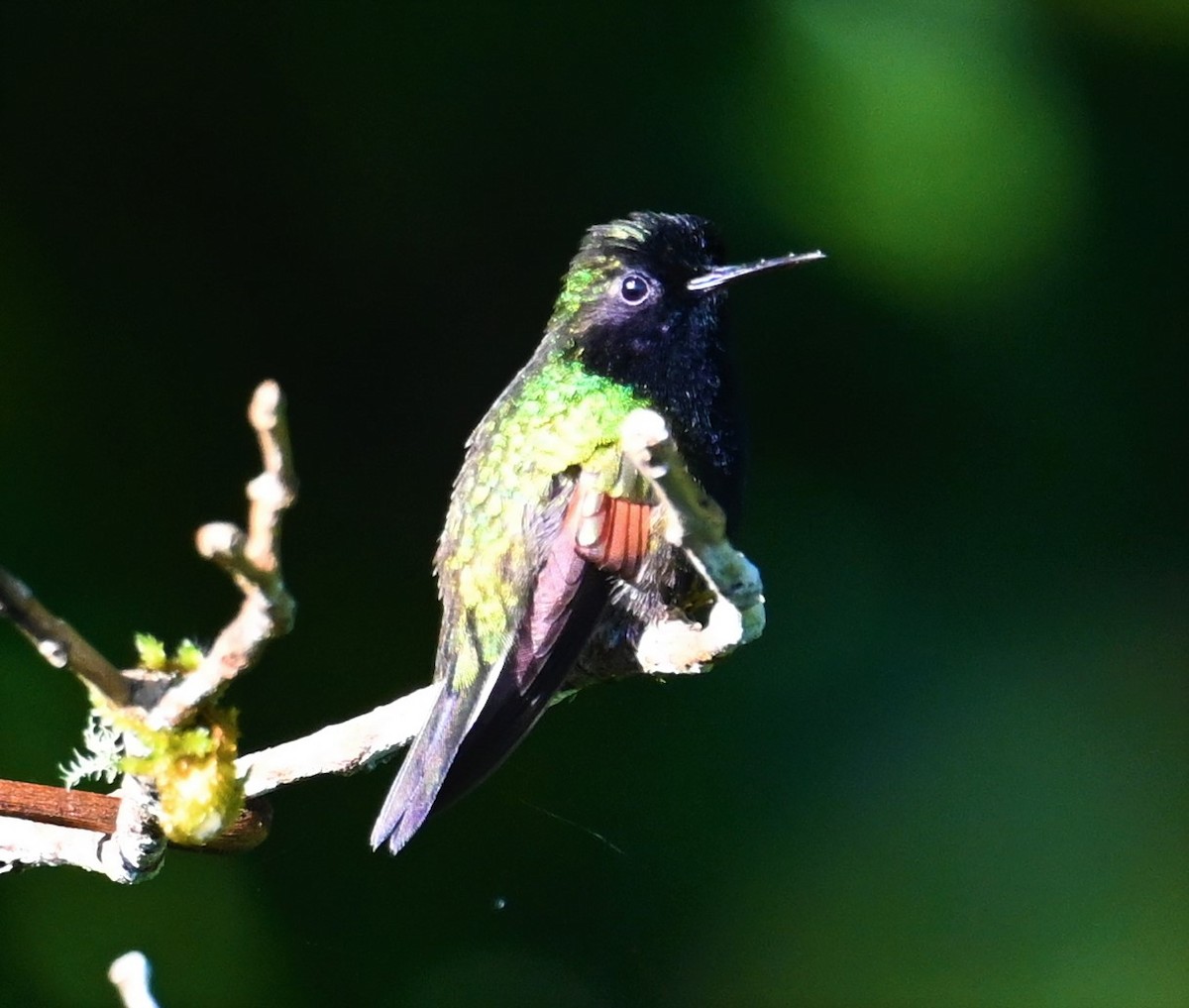 Black-bellied Hummingbird - ML641793087