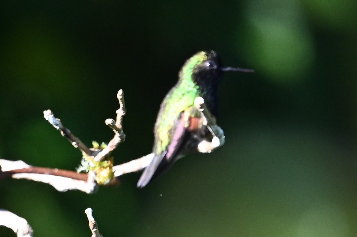 Black-bellied Hummingbird - ML641793088