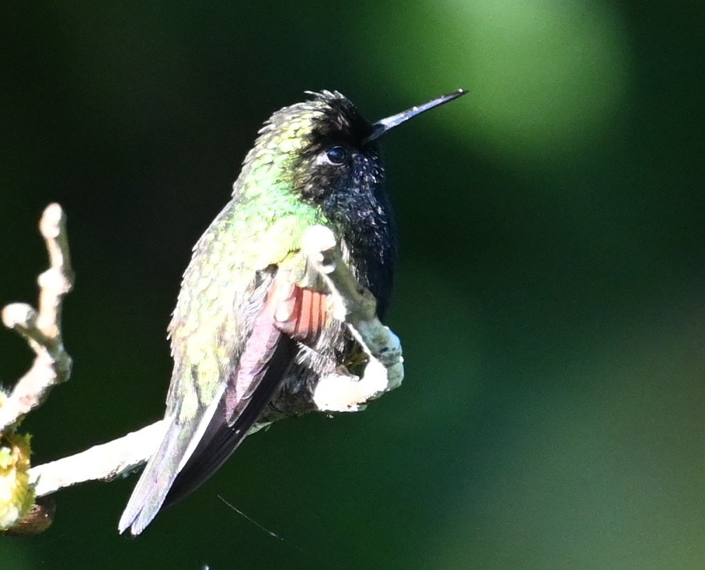 Black-bellied Hummingbird - ML641793089