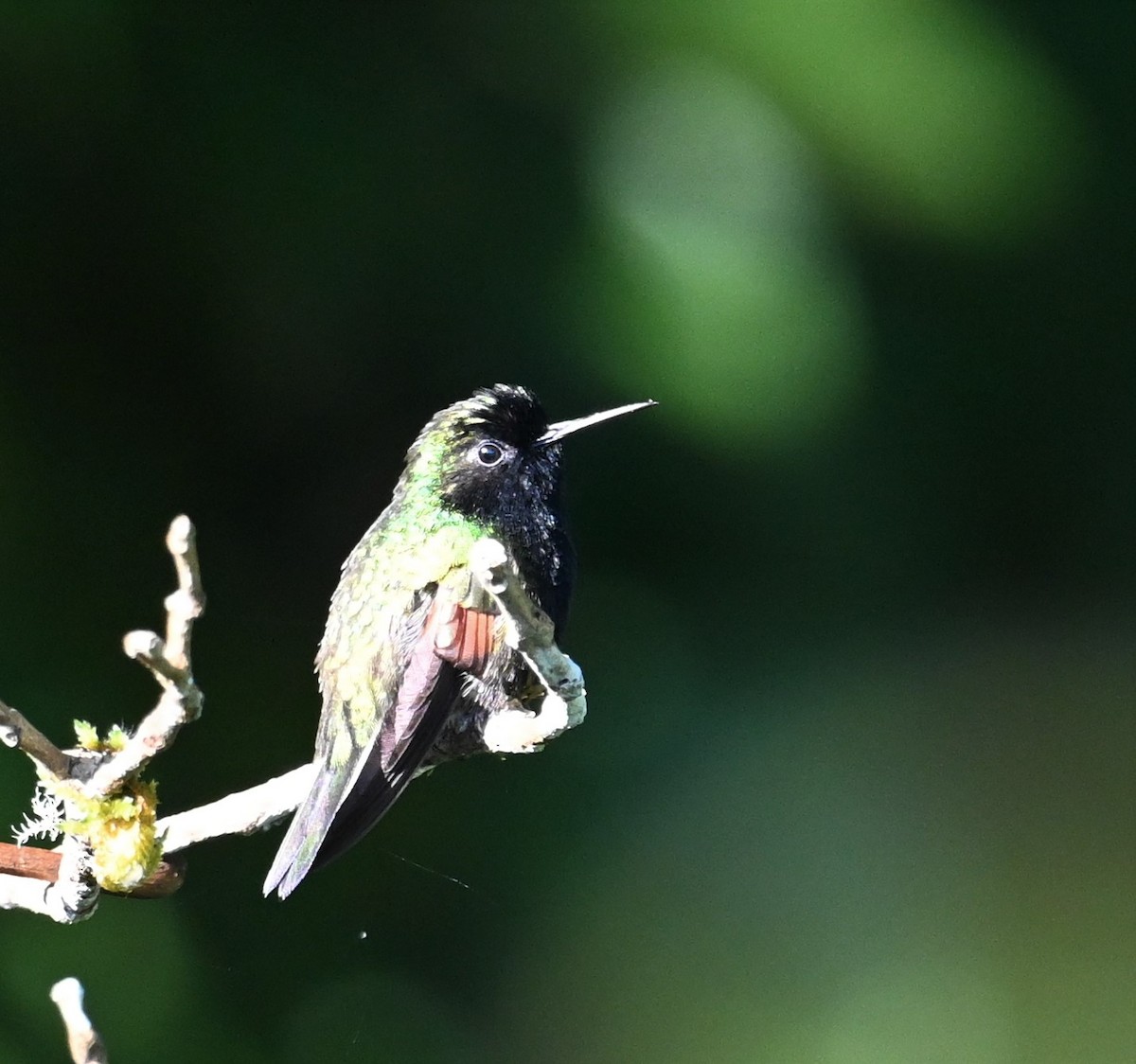 Black-bellied Hummingbird - ML641793090