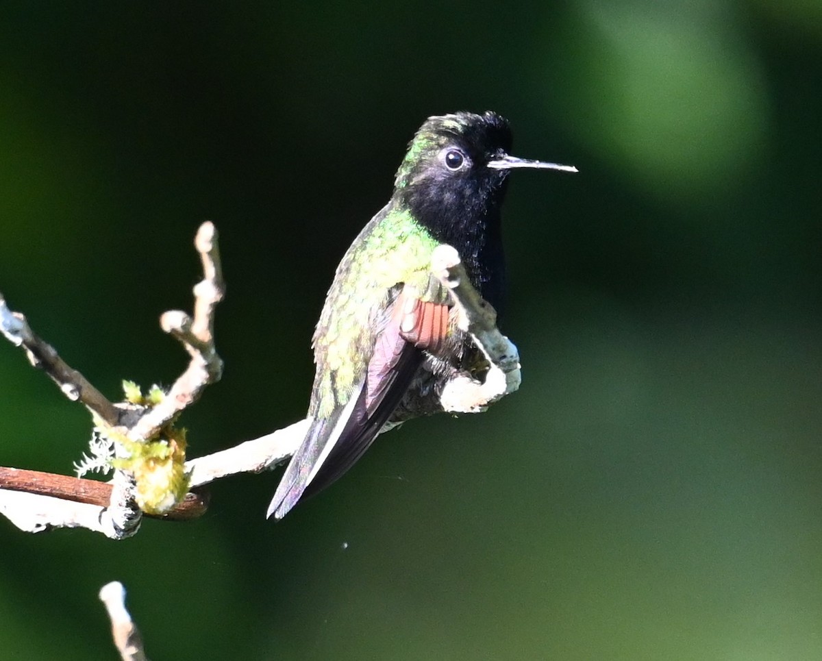 Black-bellied Hummingbird - ML641793091