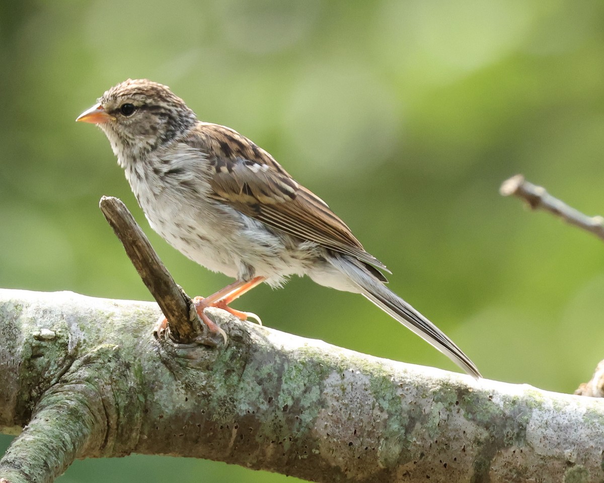 Chipping Sparrow - ML641793092
