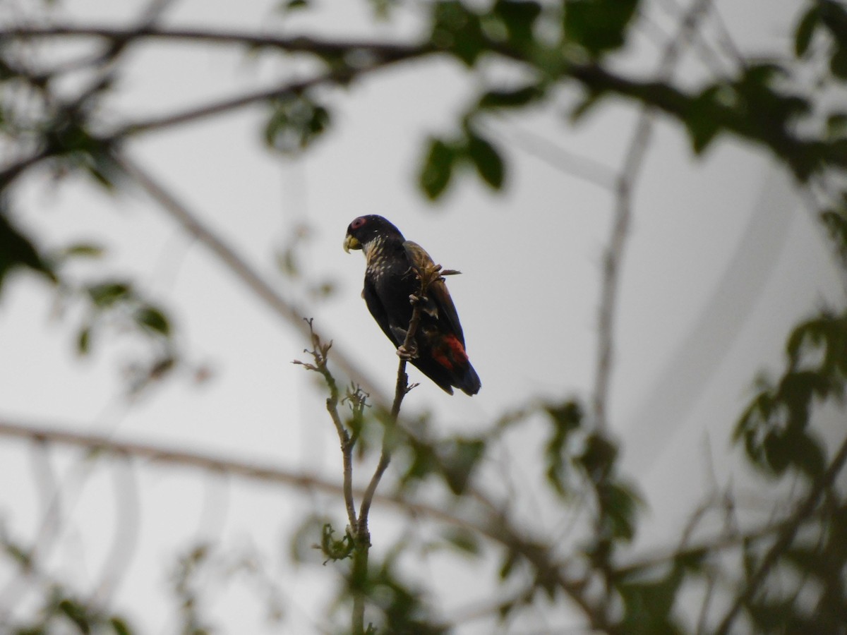 Bronze-winged Parrot - ML641793094