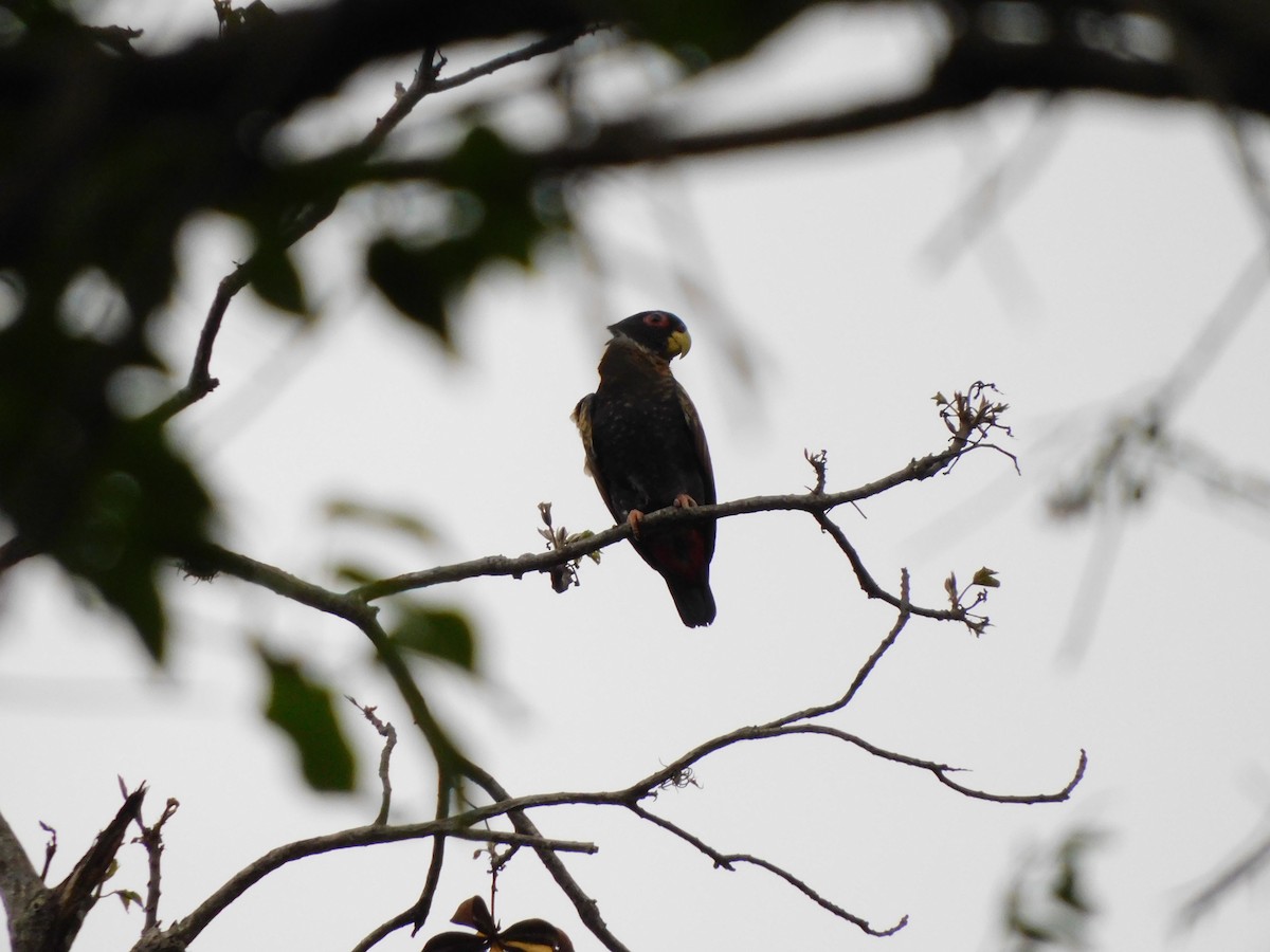 Bronze-winged Parrot - ML641793111