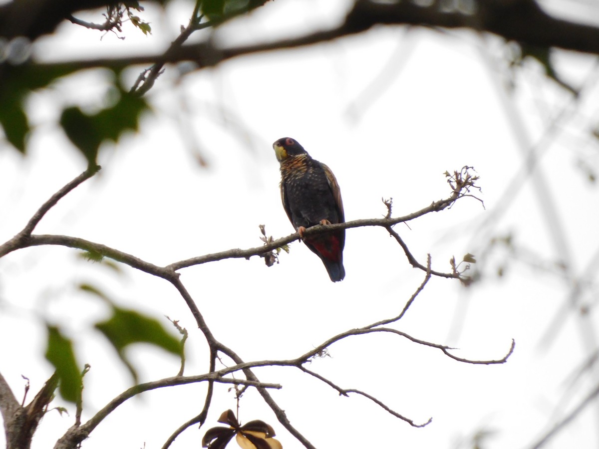 Bronze-winged Parrot - ML641793113