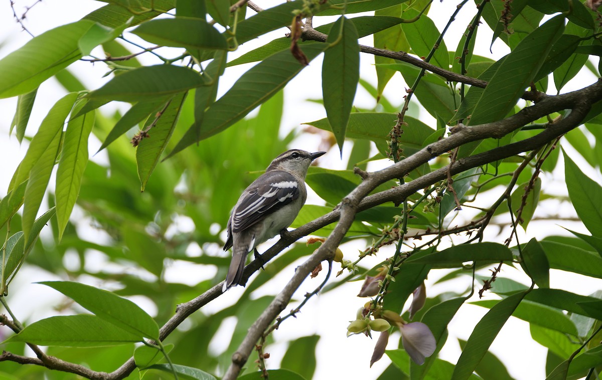 Pied Triller - ML641793134