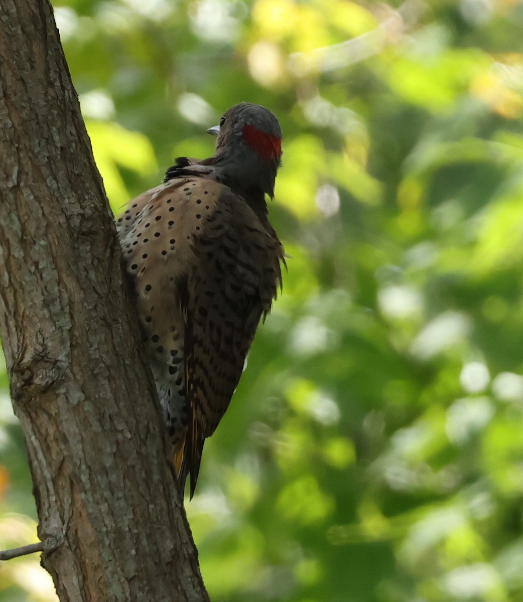Northern Flicker - ML641793136