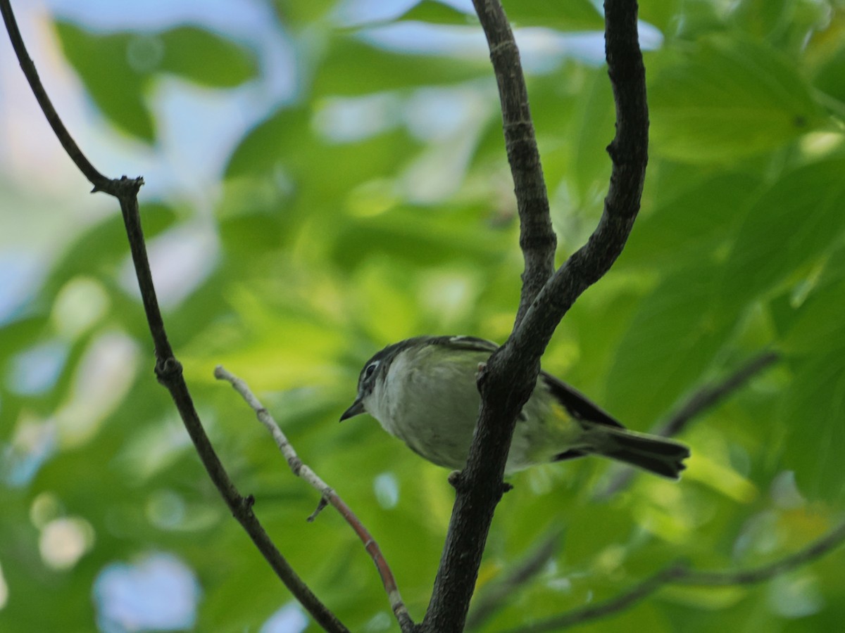 Blue-headed Vireo - ML641793150