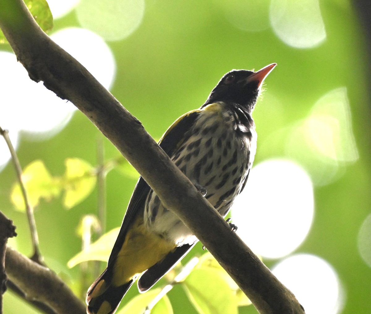 Dark-throated Oriole - ML641793174