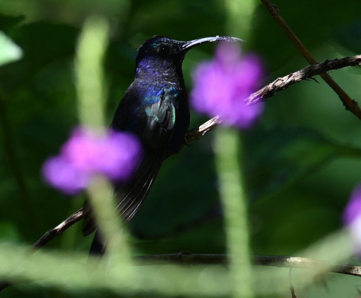 Violet Sabrewing - ML641793191