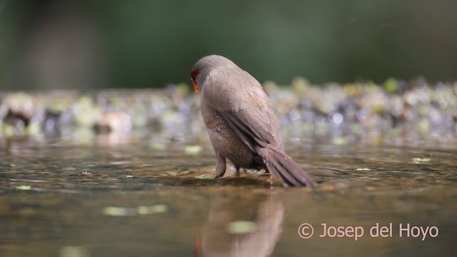 Common Waxbill - ML641793197