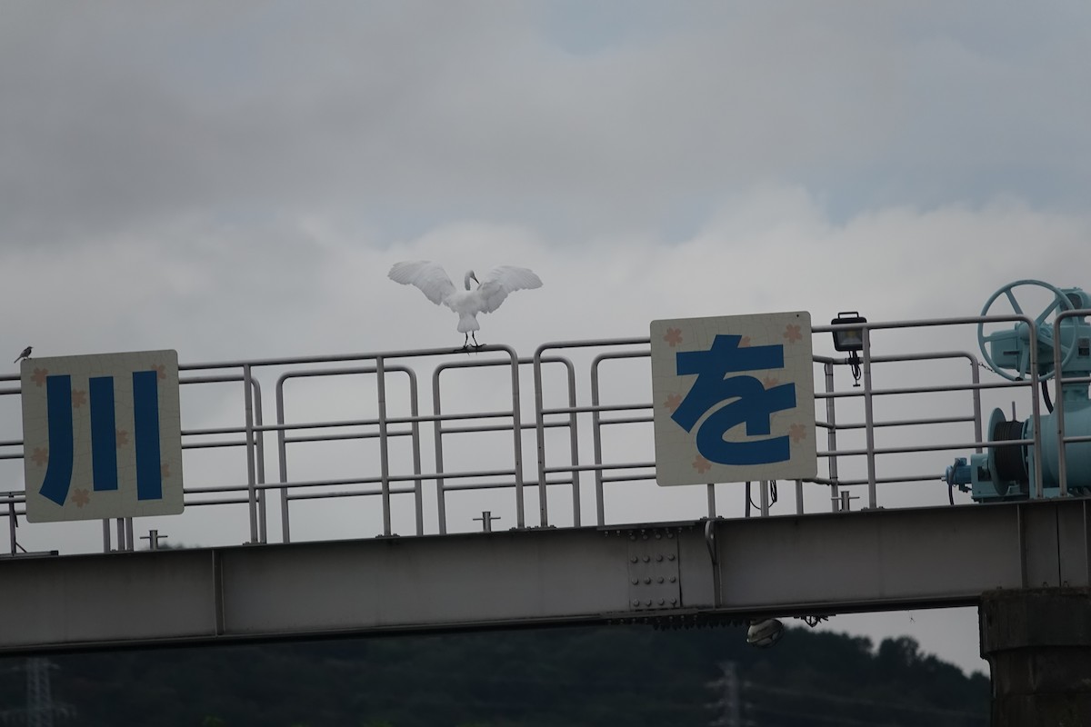 egretthegre - ML641793200