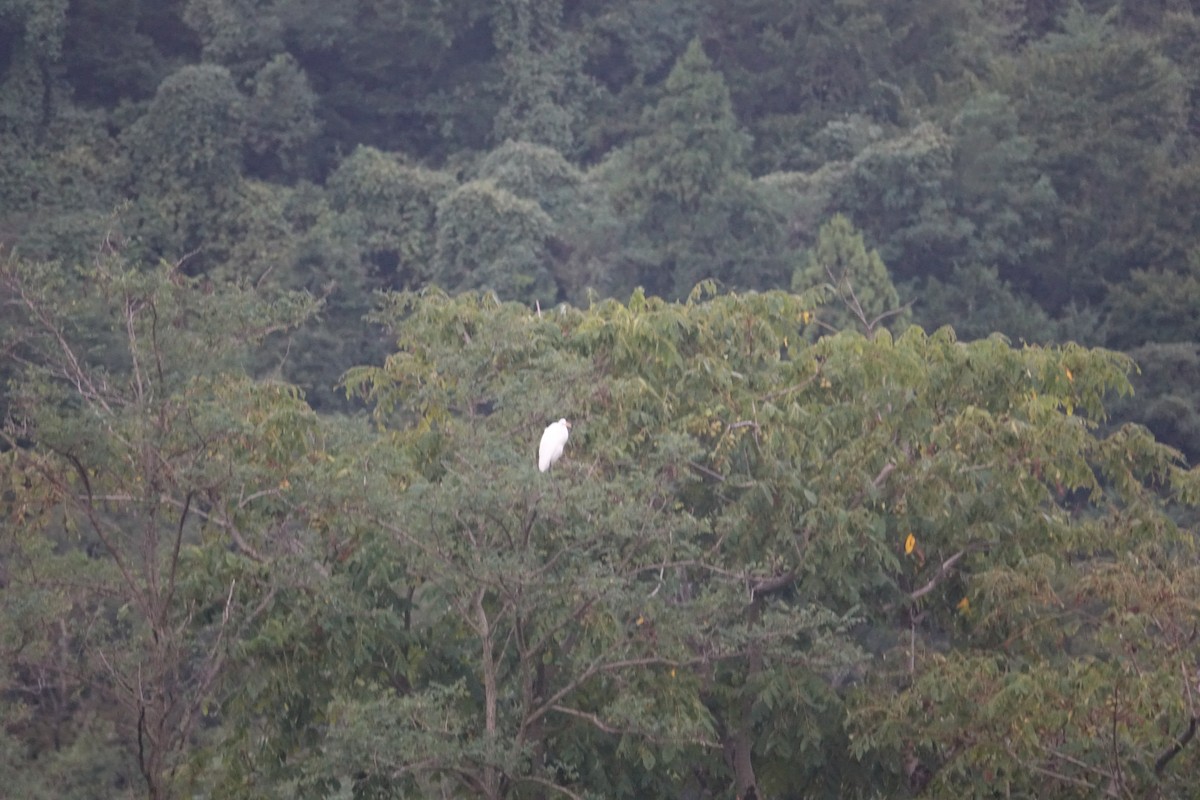 egretthegre - ML641793201