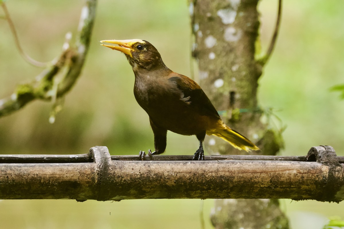 Russet-backed Oropendola - ML641793202