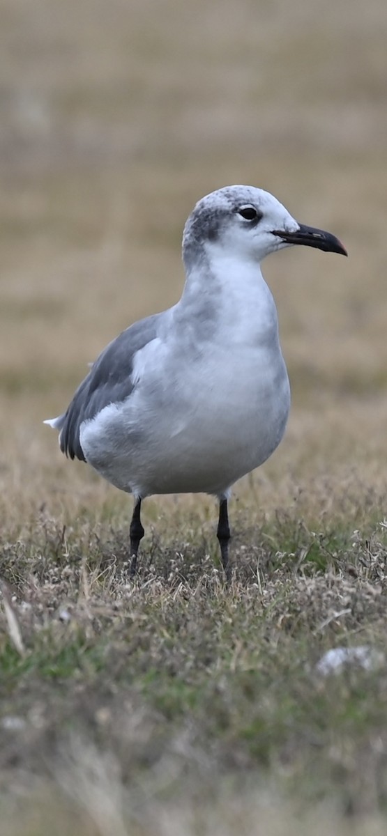 Laughing Gull - ML641793206