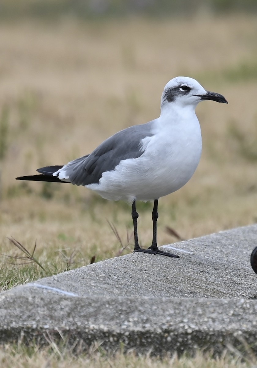 Laughing Gull - ML641793207