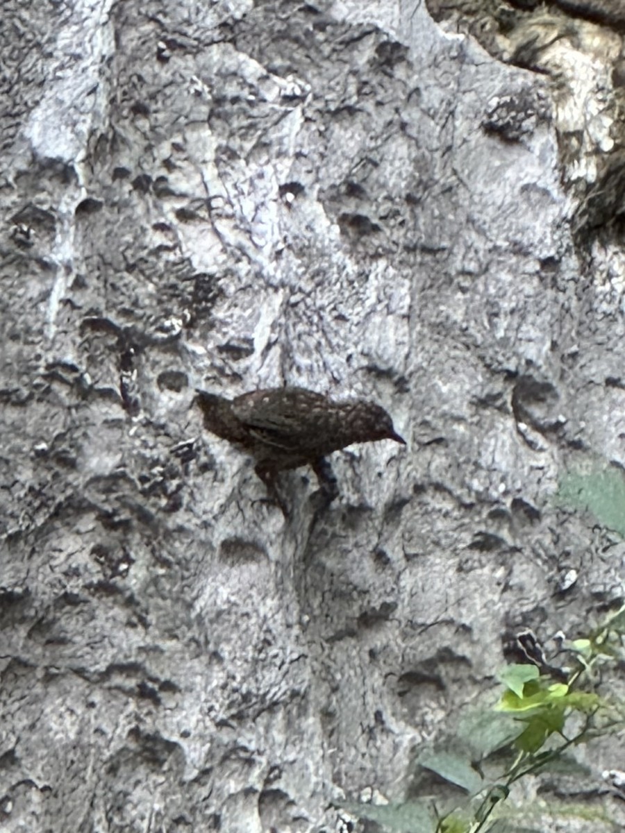 Rufous Limestone Babbler - ML641793217