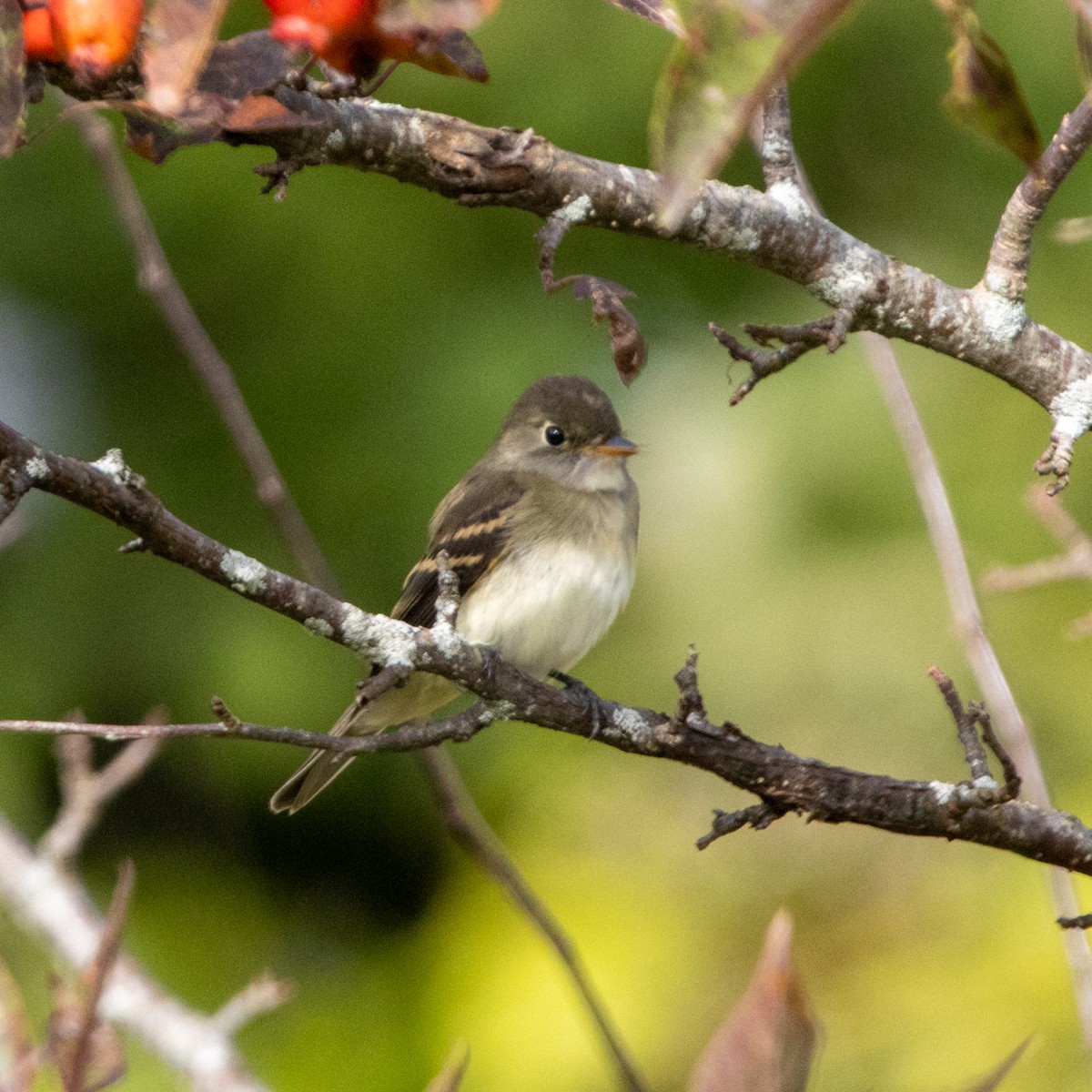 Alder Flycatcher - ML641793223
