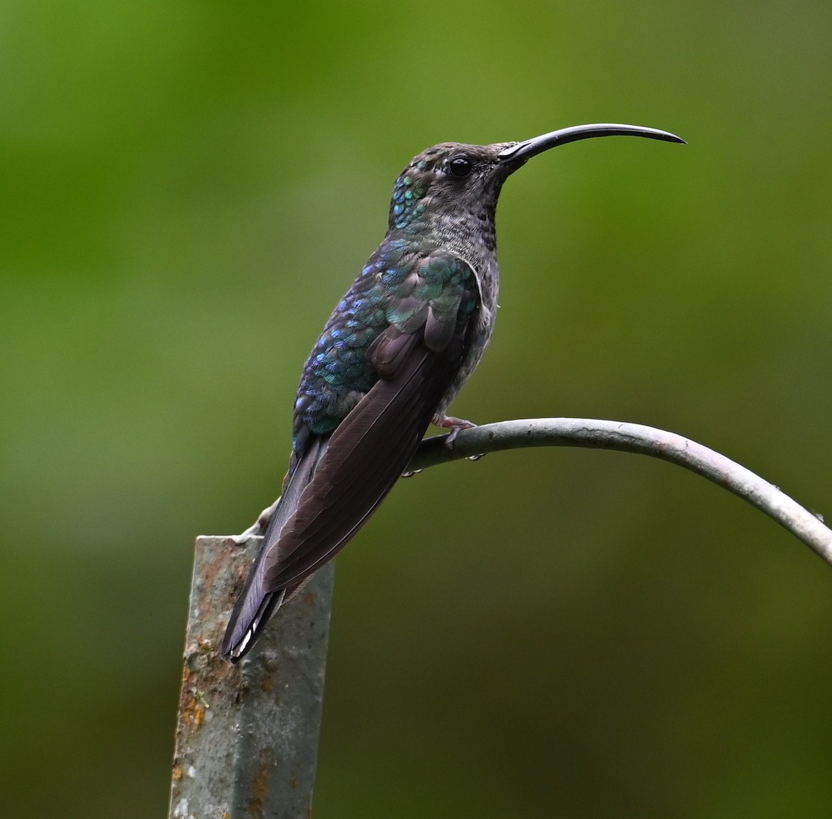 Violet Sabrewing - ML641793226