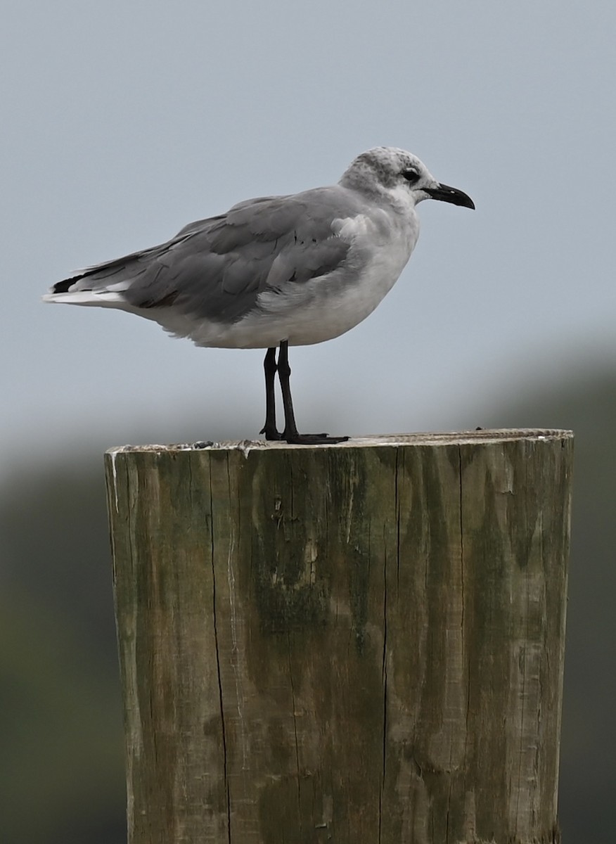 Laughing Gull - ML641793230