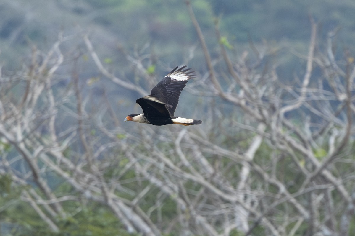 Crested Caracara (Northern) - ML641793232