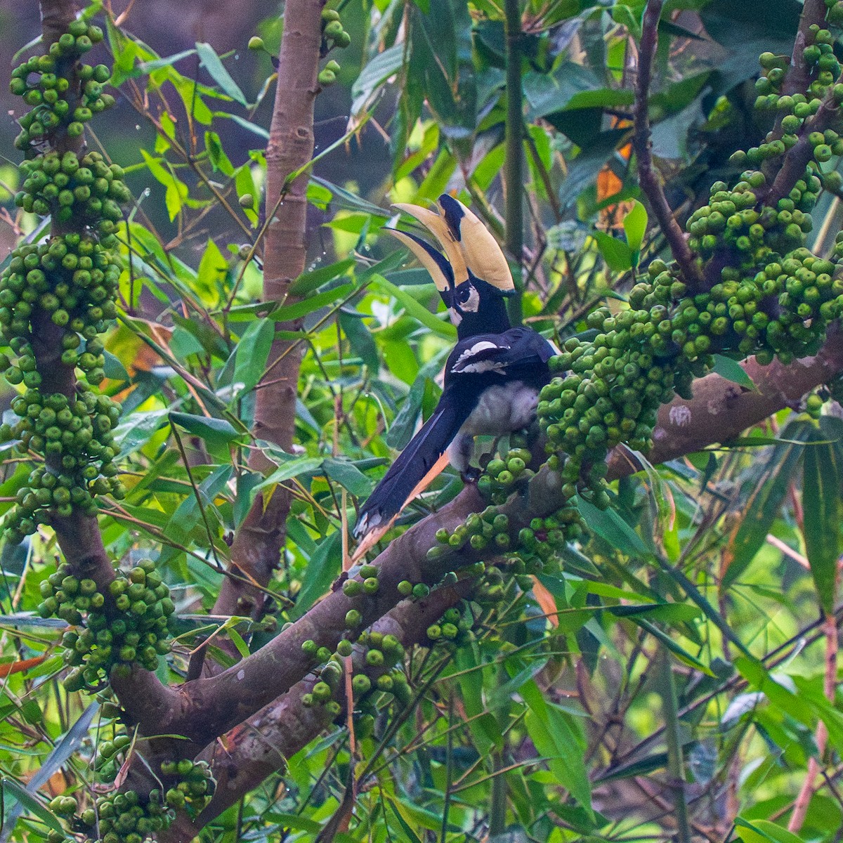 Oriental Pied-Hornbill - ML641793260