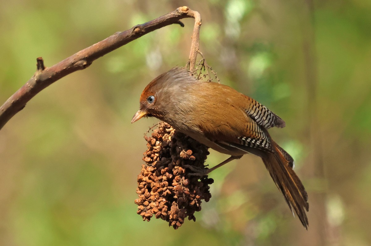 Rusty-fronted Barwing - ML641793265