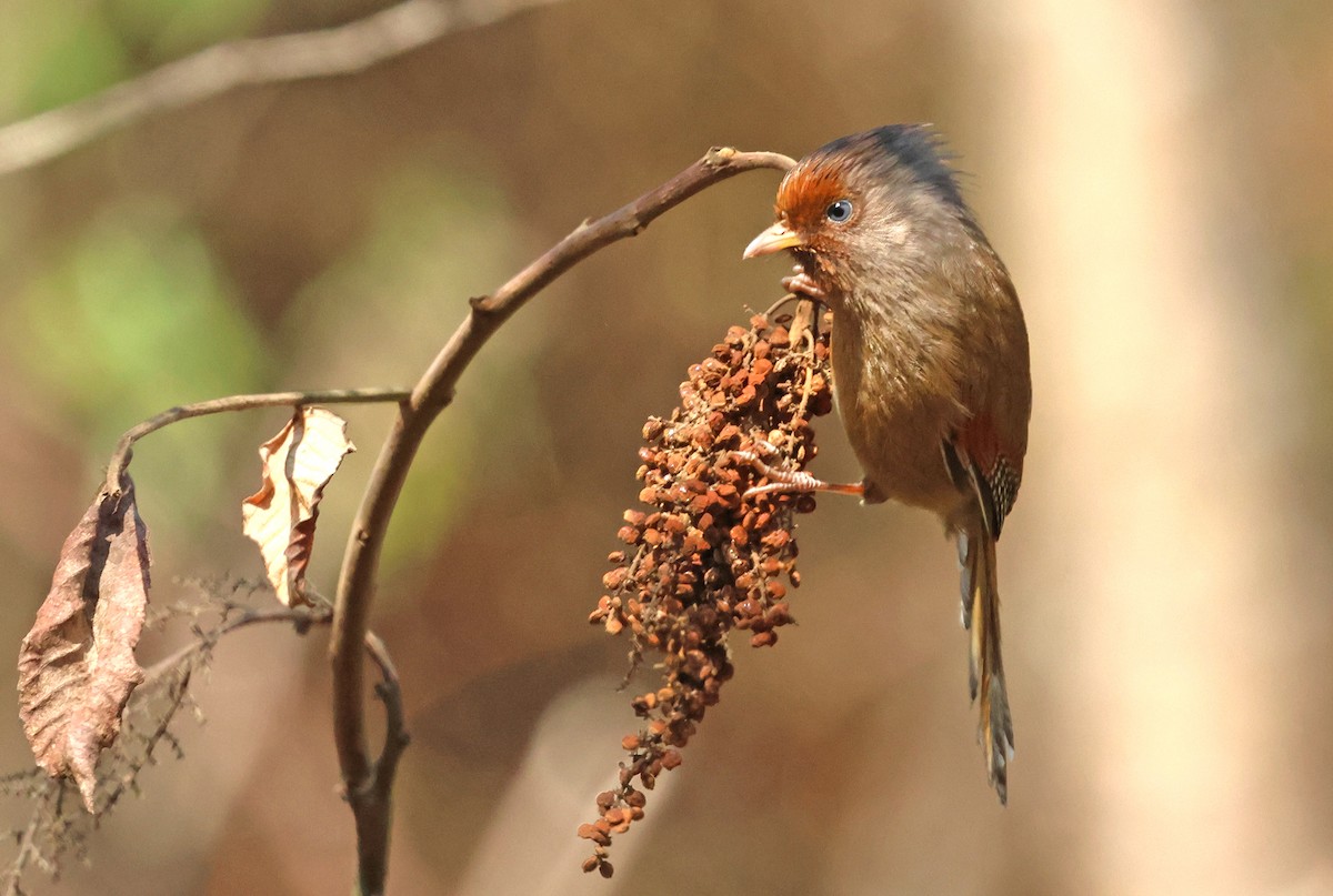 Rusty-fronted Barwing - ML641793266