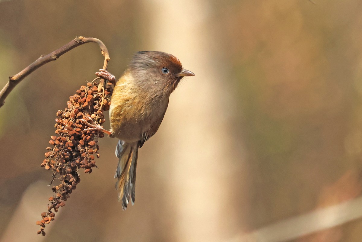 Rusty-fronted Barwing - ML641793267