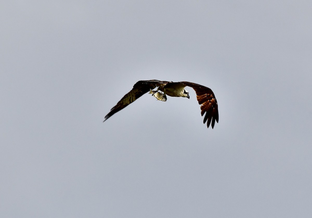 Balbuzard pêcheur - ML641793282
