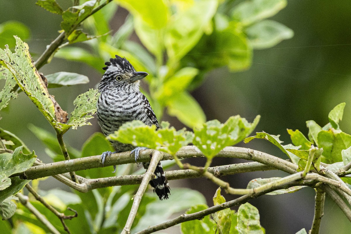 Barred Antshrike - ML641793322