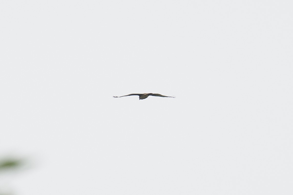 White-eyed Buzzard - ML641793325