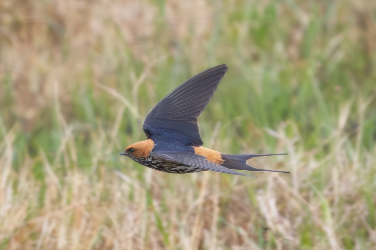Lesser Striped Swallow - ML641793361