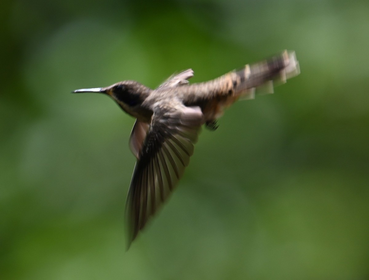Brown Violetear - ML641793365