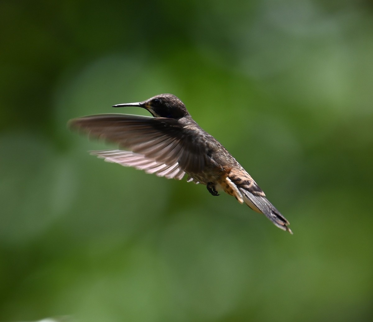 Brown Violetear - ML641793366